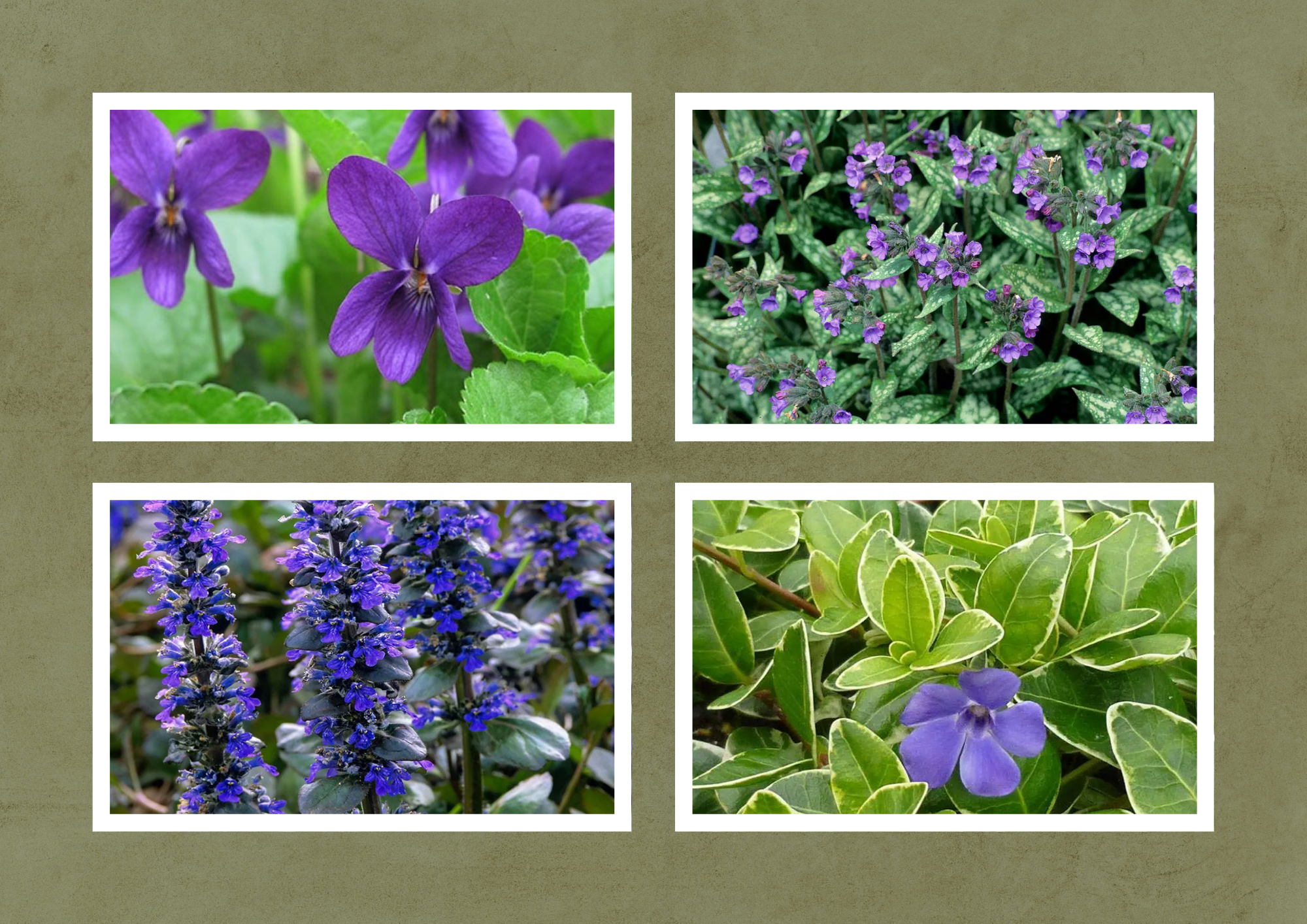 Sous-Bois Urbain – Inheemse Balkonbak Kit - 2